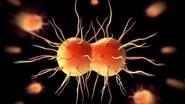 Bactéria 'Neisseria gonorrhoeae', causadora da gonorreia - Peddalanka Ramesh Babu/iStock