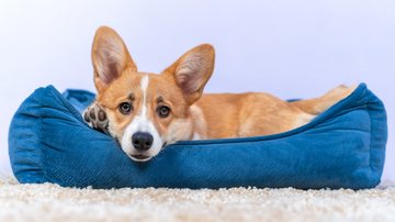 pet em sua caminha - Ирина Мещерякова/istock