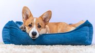 pet em sua caminha - Ирина Мещерякова/istock