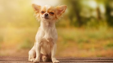 Chihuahua - Roman Oleshchenko/iStock