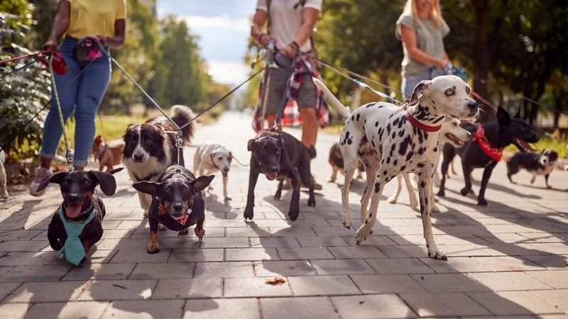 O profissional contratado deverá ser especializado nos cuidados de saúde canina. - Imagem: LuckyBusiness / iStock