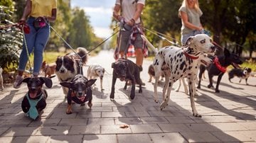 O profissional contratado deverá ser especializado nos cuidados de saúde canina. - Imagem: LuckyBusiness / iStock