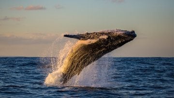 A costa do Rio de Janeiro faz parte da rota migratória dos animais. - Imagem: Mark Wong/iStock