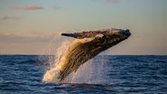 A costa do Rio de Janeiro faz parte da rota migratória dos animais. - Imagem: Mark Wong/iStock