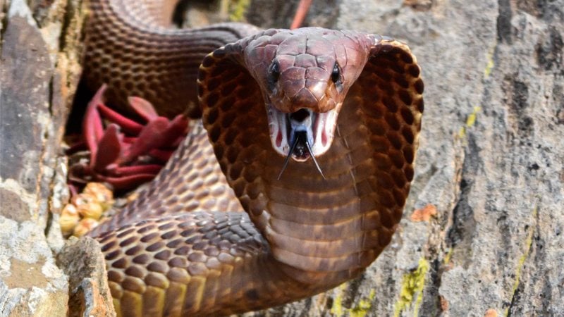 A identificação de cobras venenosas é uma tarefa difícil até mesmo para os especialistas. - Imagem: Willem Van Zyl/iStock