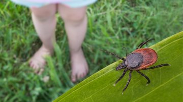 O vetor da febre maculosa é o carrapato-estrela. - Imagem: Ladislav Kubes/iStock