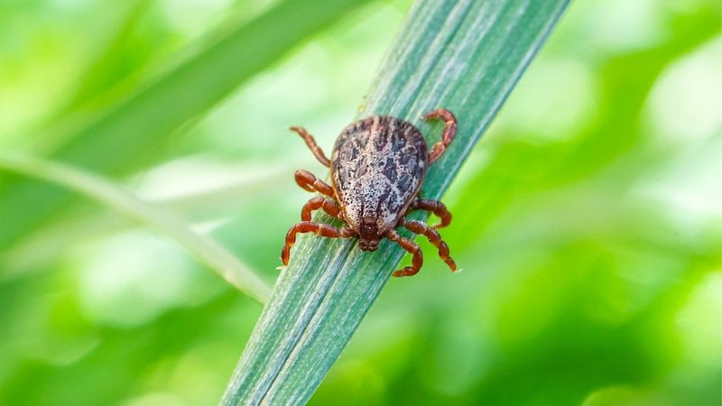 A febre maculosa é uma doença bacteriana que tem como vetor o carrapato-estrela. - Imagem: Diy13/iStock