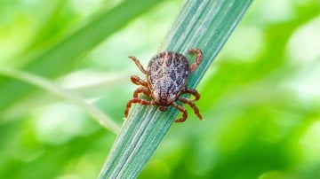 A febre maculosa é uma doença bacteriana que tem como vetor o carrapato-estrela. - Imagem: Diy13/iStock