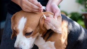 Doença é considerada letal para humanos e pets também tem risco de contrair. - Imagem: undefined undefined / iStock