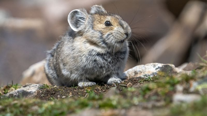 O pika vive nas montanhas da China e foi descoberto na década de 1980. - Imagem: Wirestock