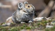 O pika vive nas montanhas da China e foi descoberto na década de 1980. - Imagem: Wirestock