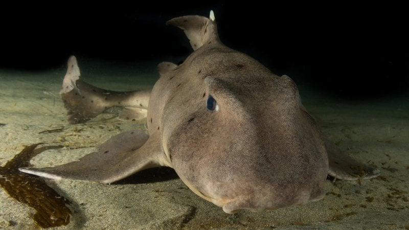 Tubarão de chifre, espécie comum do Oceano Pacífico. - Imagem: Kirk Wester / iStock