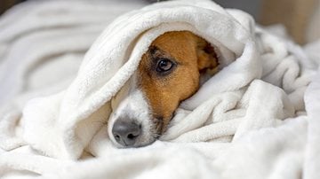 Ainda que os cachorros tenham senso de sobrevivência, o frio segue sendo uma ameaça para eles. - Imagem: Namaki/iStock