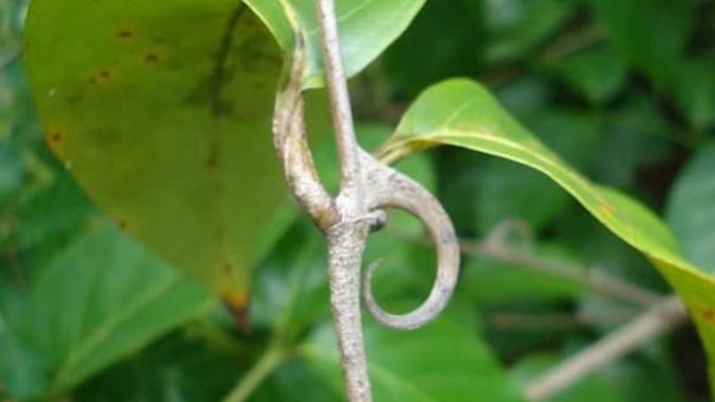 O nome "unha-de-gato" tem origem na aparência da planta. - Imagem: reprodução/Youtube Mundo BoaForma