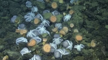 "Jardim de polvos" à beira de vulcão subaquático extinto - Imagem: Divulgação/MBARI