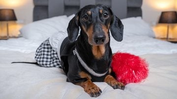 Depois de um banho, nada melhor que um perfume para o seu pet ficar limpinho e, sobretudo, cheiroso. - Imagem: Ирина Мещерякова/iStock