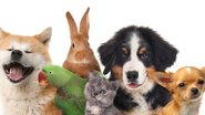 Animais de estimação viram parte da família, por isso queremos que eles vivam muitos anos. - imagem: Liudmila Chernetska/iStock