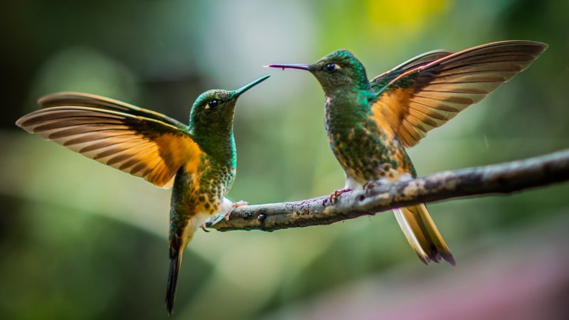 O beija-flor, além de belo, conta com uma característica bastante peculiar. - Imagem: Hugo Grajales/iStock