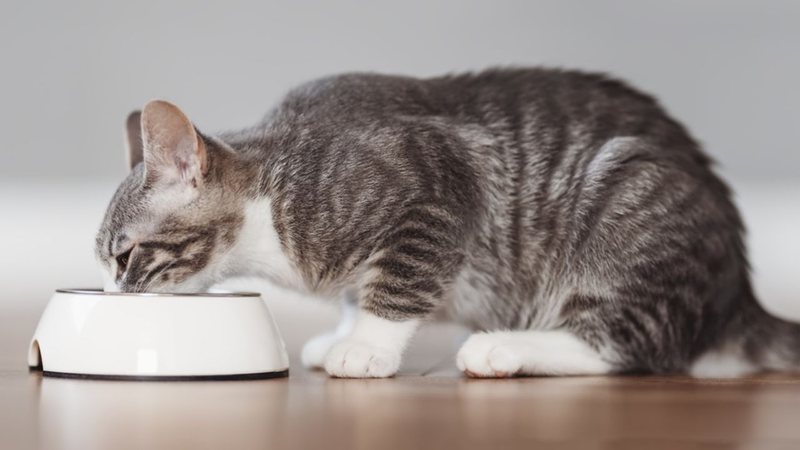 As melhores rações para gatos. - imagem: LeManna/iStock