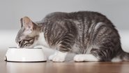 As melhores rações para gatos. - imagem: LeManna/iStock