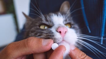 Os gatos são animais ariscos que não medem esforços em mostrar desconforto. - Imagem: Daria Kulkova/iStock