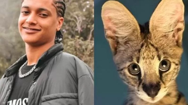 Gato Savannah: o que explica ele ser o mais caro do mundo? - Imagem: reprodução redes sociais