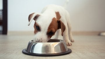 O abacate pode gerar malefícios ao seu pet. - TatyanaGl / istock