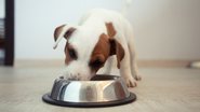 O abacate pode gerar malefícios ao seu pet. - TatyanaGl / istock