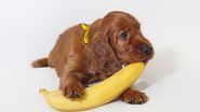 Entender o que faz bem para o seu cachorro pode proporcionar ainda mais qualidade de vida para ele. - (Vadzim Sheleh / iStock)