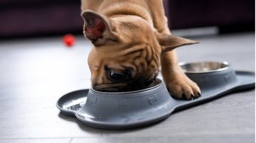 Os cuidadores de cães se preocupam com a alimentação deles. - Juliya Shapoval / istock