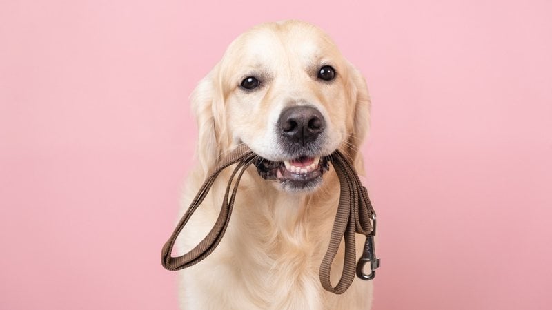 Os cachorros podem ser extremamente inteligentes e amorosos! - (Imagem: Irina Kashaeva / iStock)