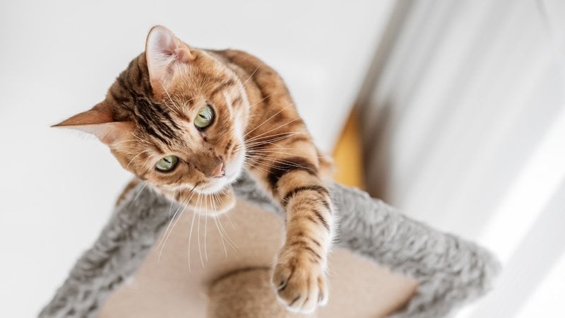 Playground para gatos são espaços fundamentais para diversão do felino. - Imagem: Svetlana Sultanaeva/iStock