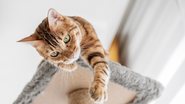 Playground para gatos são espaços fundamentais para diversão do felino. - Imagem: Svetlana Sultanaeva/iStock