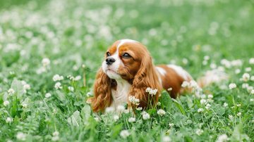 As raças de cachorro mais caras do mundo normalmente são mais raras. - imagem: Swanlake/iStock