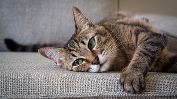 Cada raça de felino conta com características próprias. - Imagem: ANPhotos/iStock