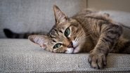 Cada raça de felino conta com características próprias. - Imagem: ANPhotos/iStock