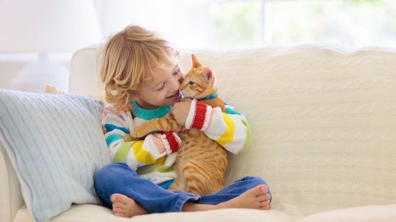 Gatos são ótimos companheiros e podem ser muito amáveis! - imagem: FamVeld/iStock