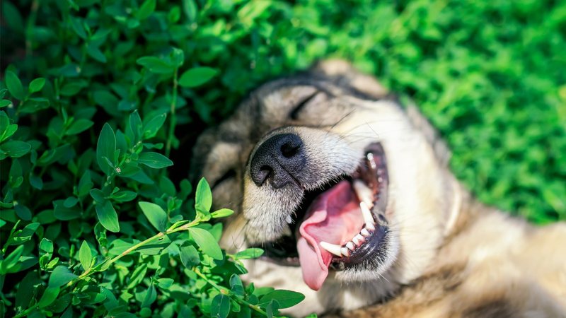 Populares e cheios de afeto, os cachorros, de fato, são nossos melhores amigos. - Imagem: Nataba/iStock