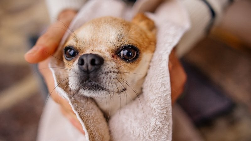 O banho seco é uma boa forma de deixar o seu animal limpinho. - Elizaveta Zavialova / istock