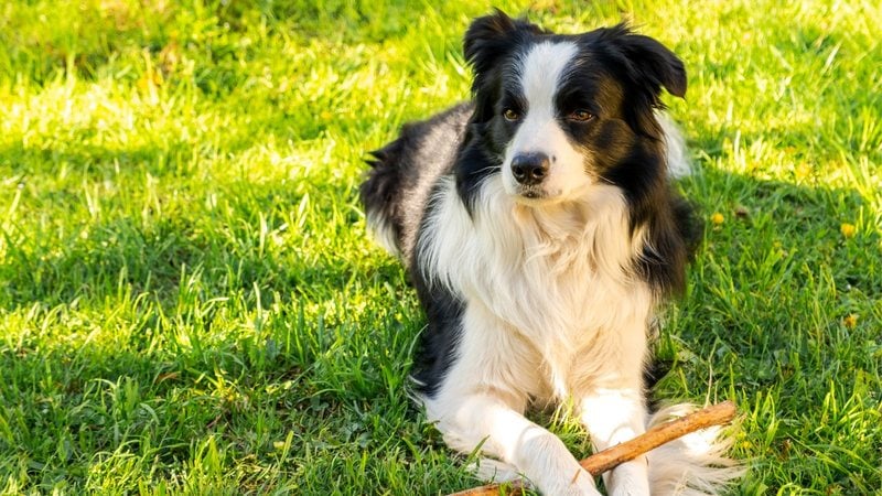 De origens européis, o Border Collie é sinônimo de elegância. - Imagem: Iuliia Zavalishina/iStock