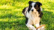 De origens européis, o Border Collie é sinônimo de elegância. - Imagem: Iuliia Zavalishina/iStock