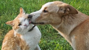 Verifique se é indicado o uso de protetor solar no seu pet. - Arkadova / istock