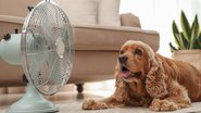 Essas dicas podem ajudar você a proporcionar conforto pro seu cãozinho. - (Liudmila Chernetska / iStock)