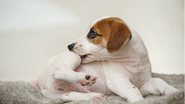 Confira alguns produtos para acabar com as pulgas e carrapatos do seu pet. - ulkas / istock