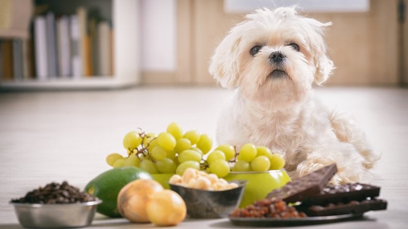 Veja se a uva pode fazer parte da dieta do seu pet. - humonia / istock