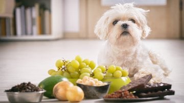 Veja se a uva pode fazer parte da dieta do seu pet. - humonia / istock