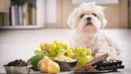 Veja se a uva pode fazer parte da dieta do seu pet. - humonia / istock