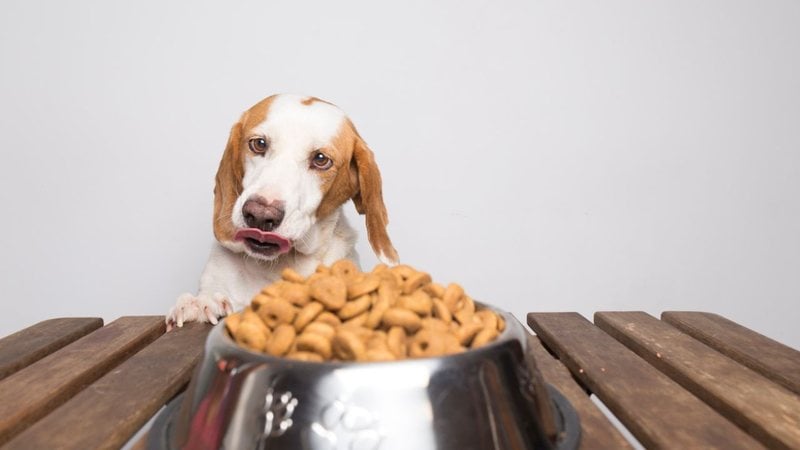 Existem um número de comidas que os nossos cãezinhos não podem comer. - Eloy-CM/ iStock