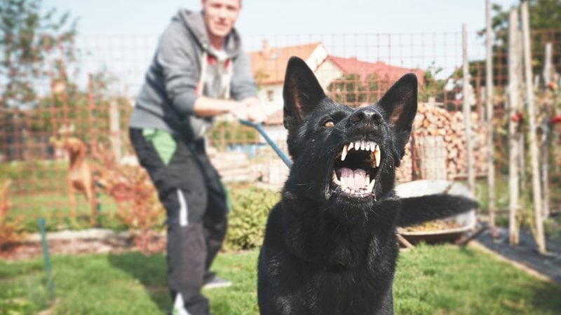 Existem algumas raças de cachorro que podem causar problemas no convívio com criança. - Chalabala / istock