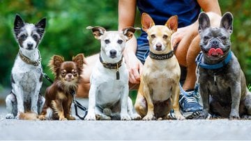 Raças de cachorro que vivem por mais tempo. - damedeeso / istock